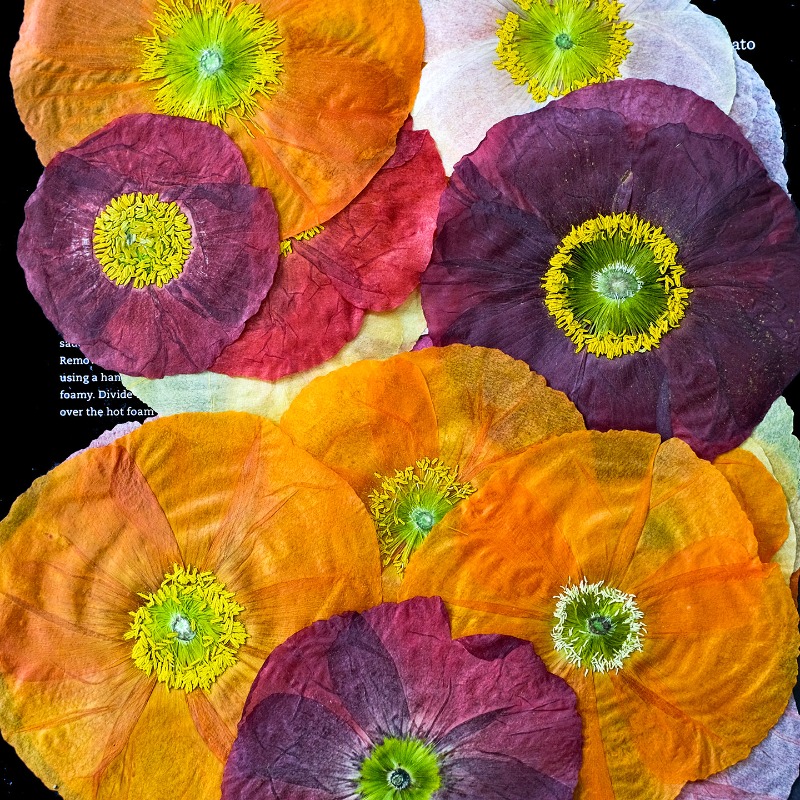 1 peça, Papoula Natural Prensa - Resin Art Photo Frame avaliação e preço
